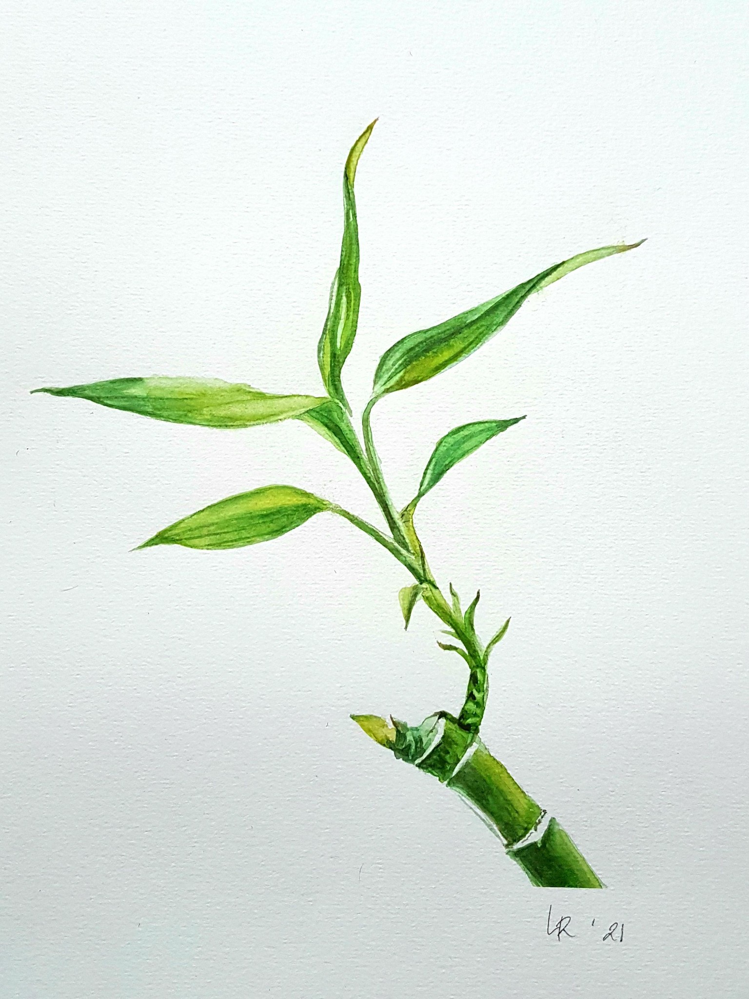 Nature in watercolour - image 2 - student project