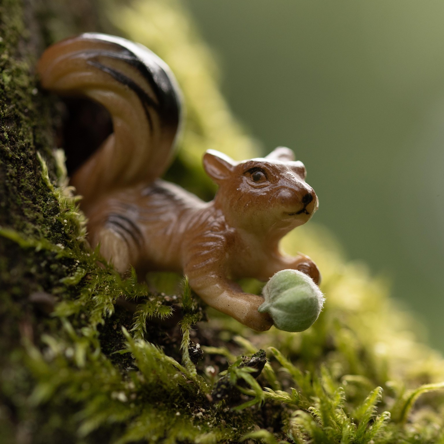 Taking my miniature squirrel for a walk in the forest - image 1 - student project