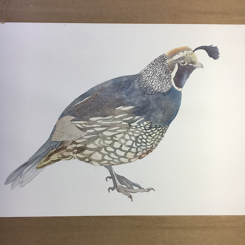 Watercolor Quail - image 4 - student project