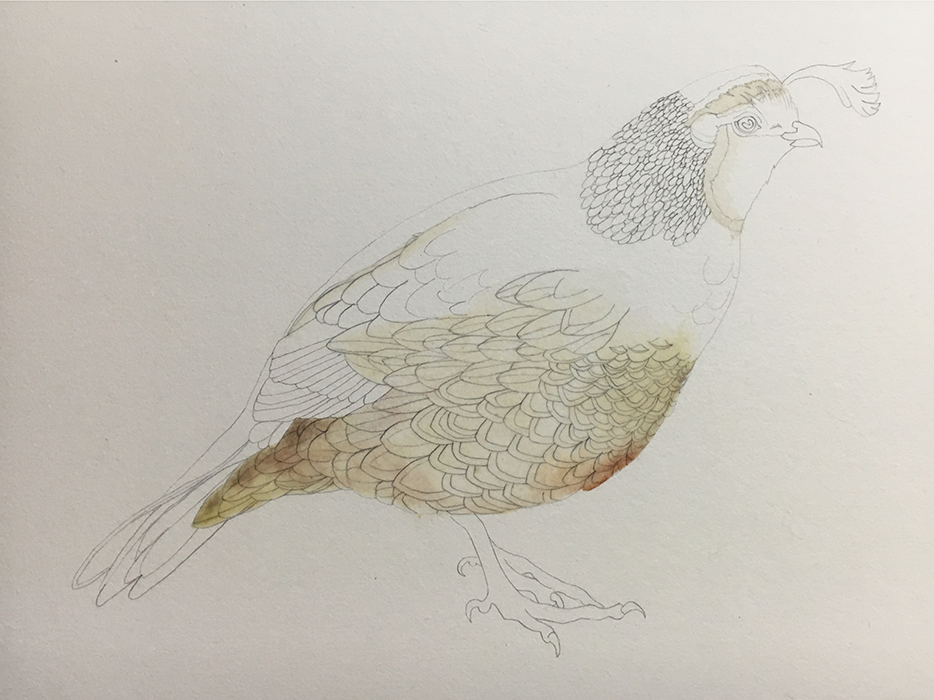 Watercolor Quail - image 2 - student project