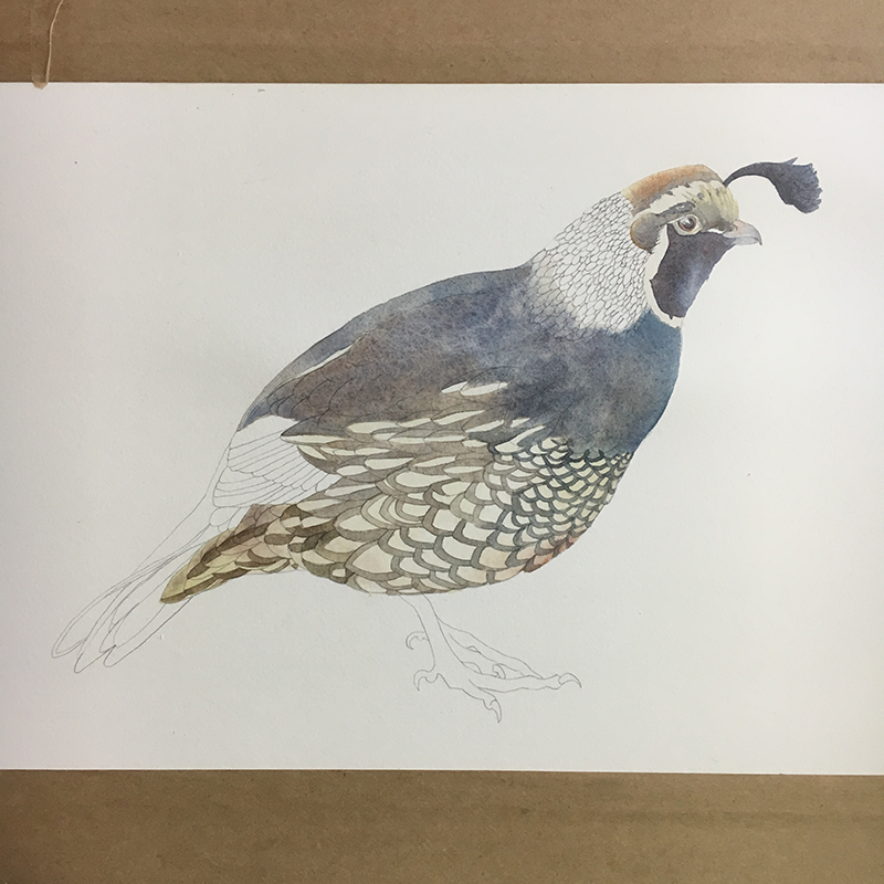 Watercolor Quail - image 3 - student project