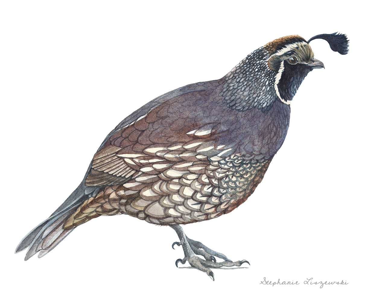 Watercolor Quail - image 5 - student project