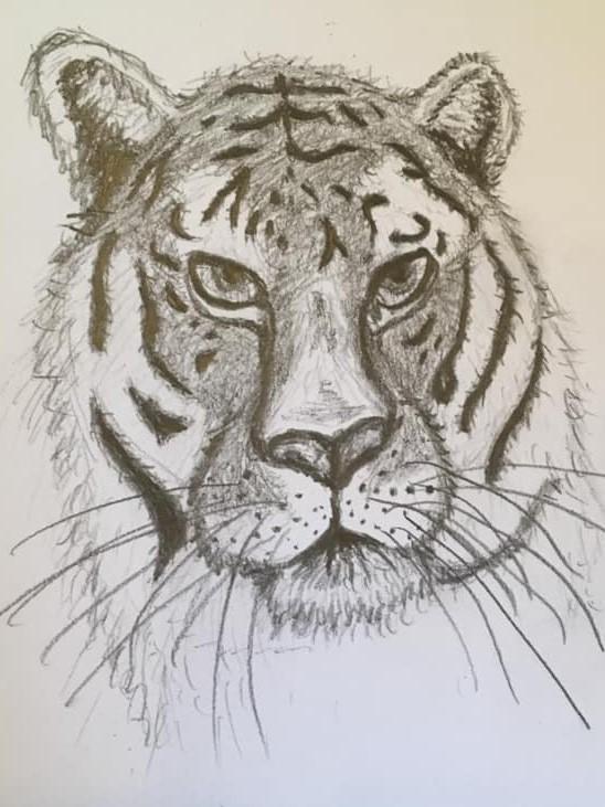 Tiger - image 1 - student project