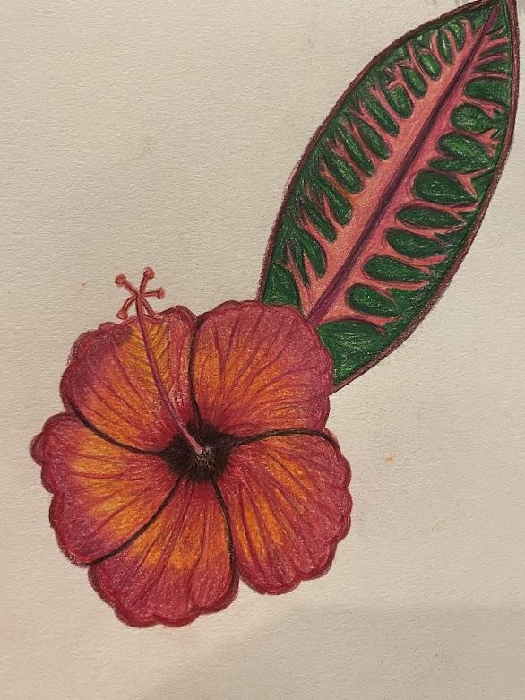 Hibiscus - image 1 - student project