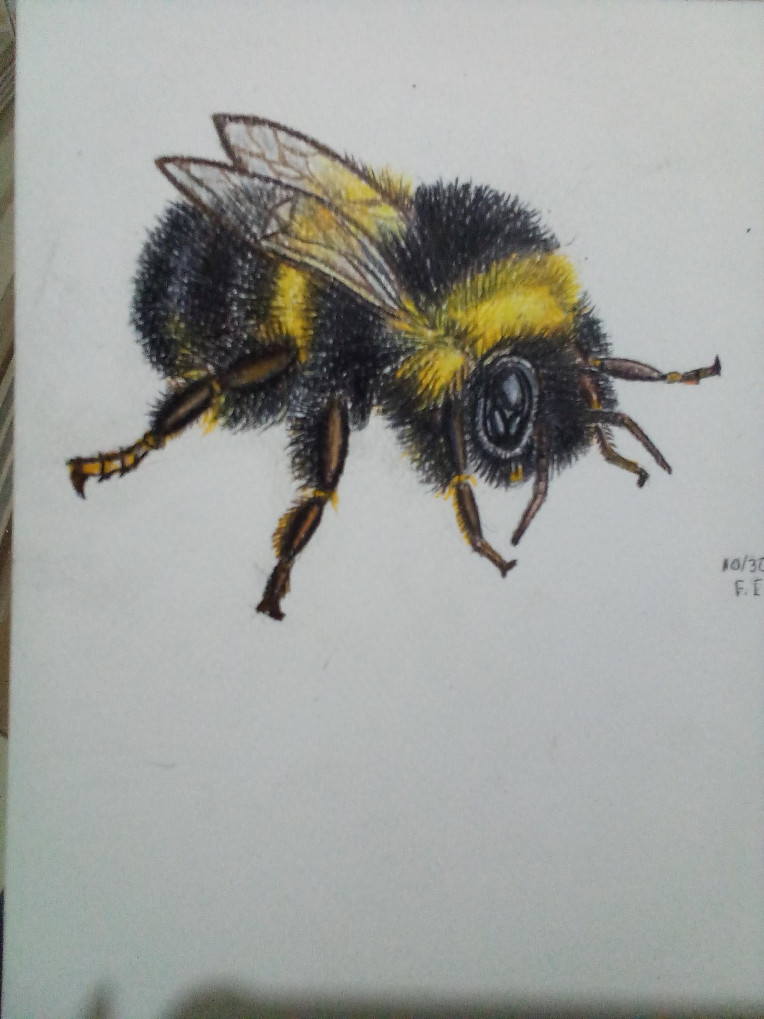 Bee - image 1 - student project