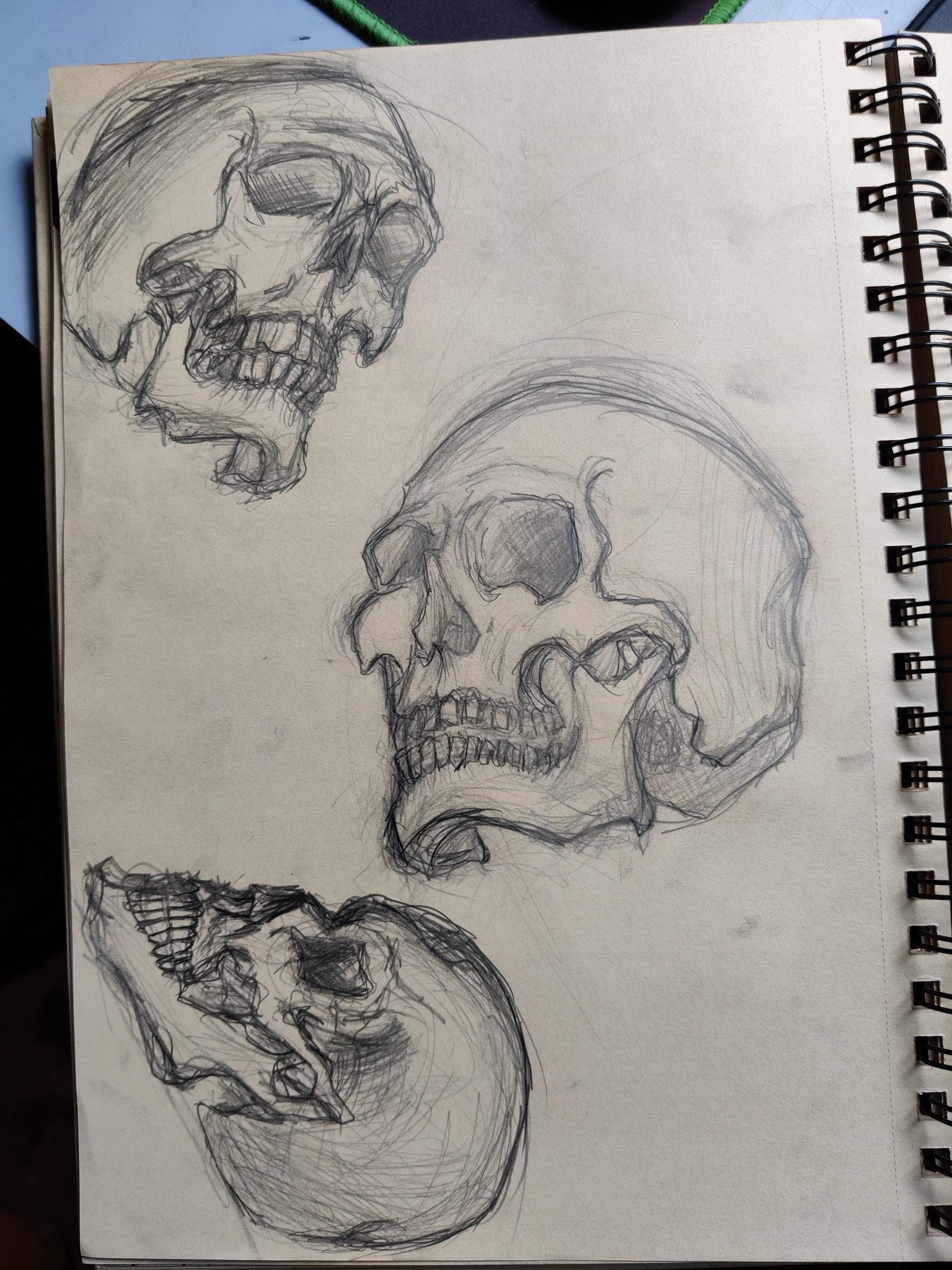 Skull Studies - image 2 - student project