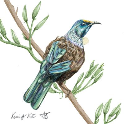New Zealand birds - image 3 - student project