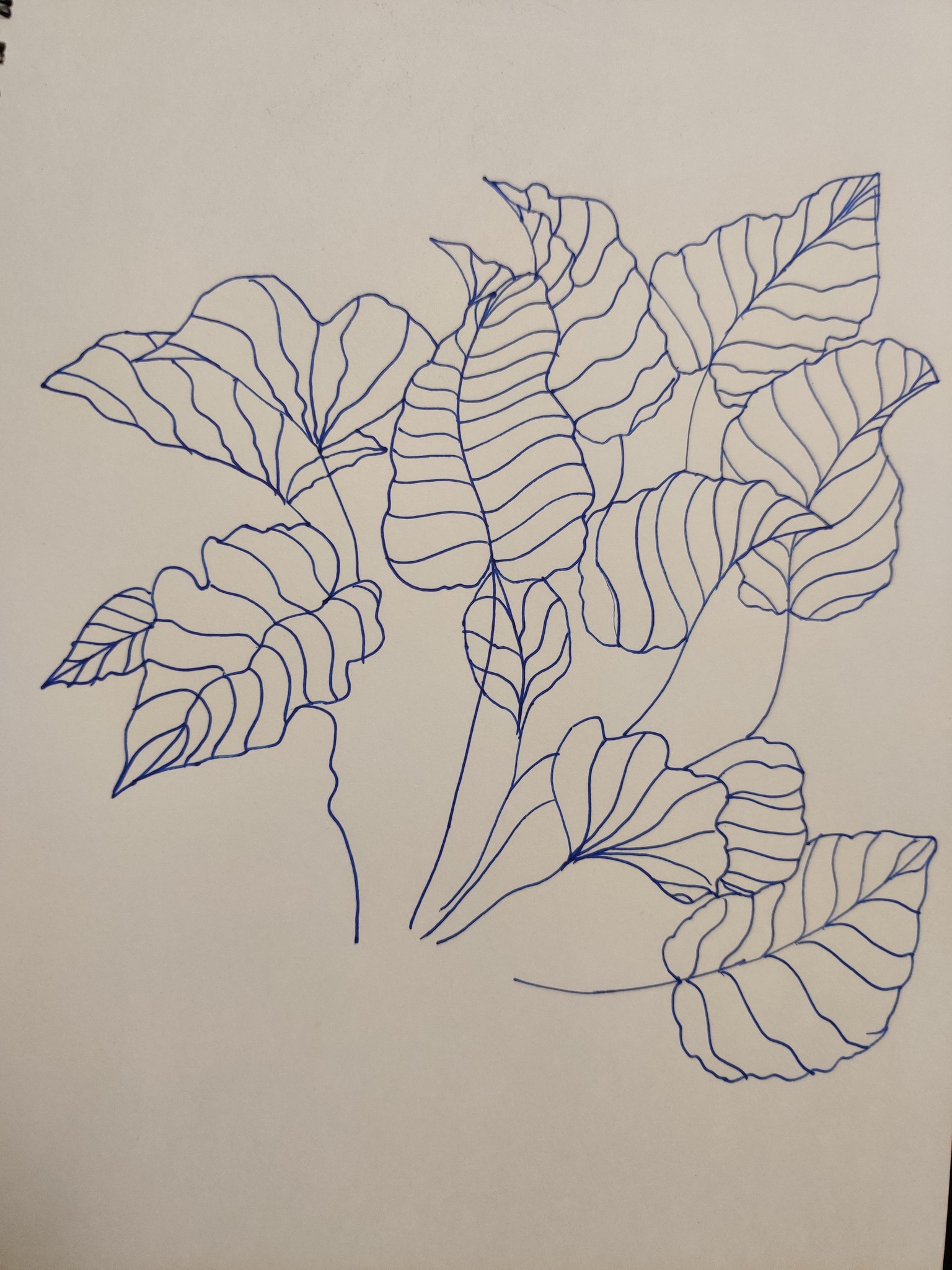 Leaves - line practice - image 1 - student project