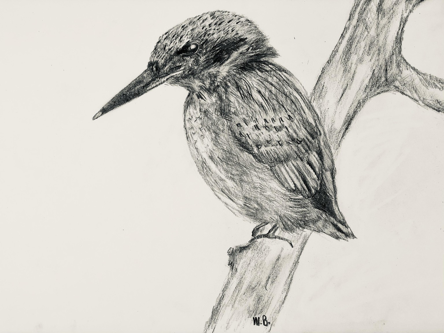 Kingfisher quick gesture drawings - image 1 - student project