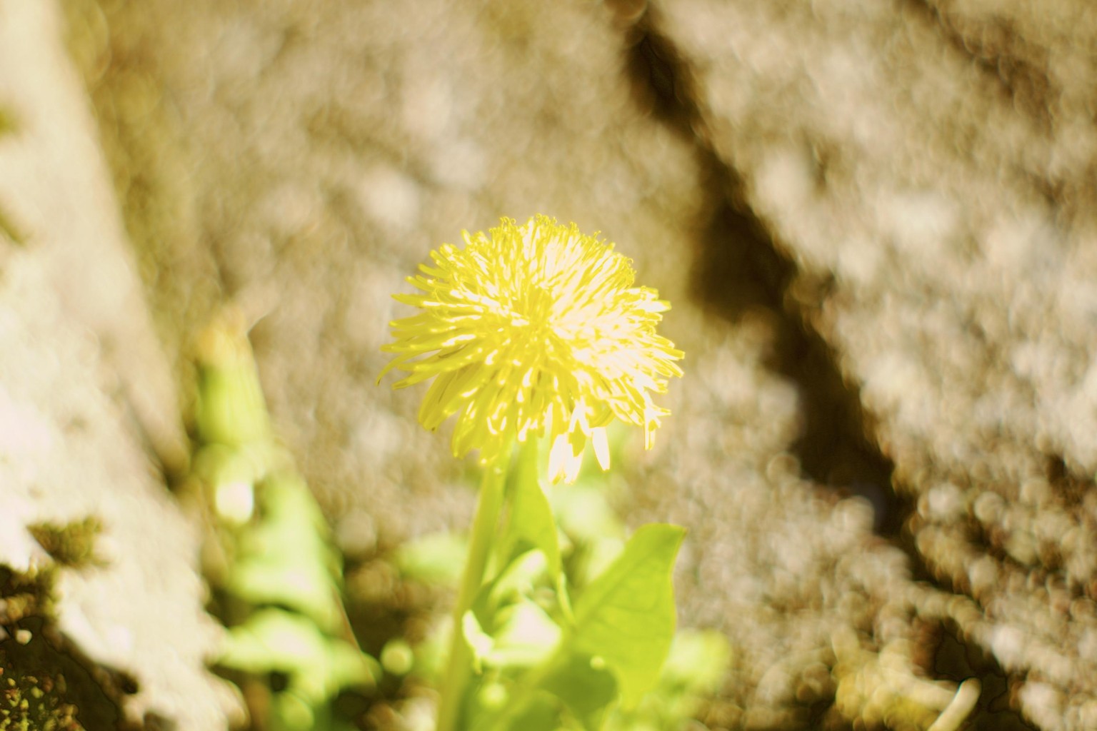 Choosing the right lens - image 2 - student project