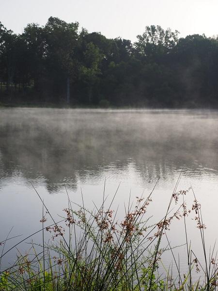 Misty Morning - image 1 - student project