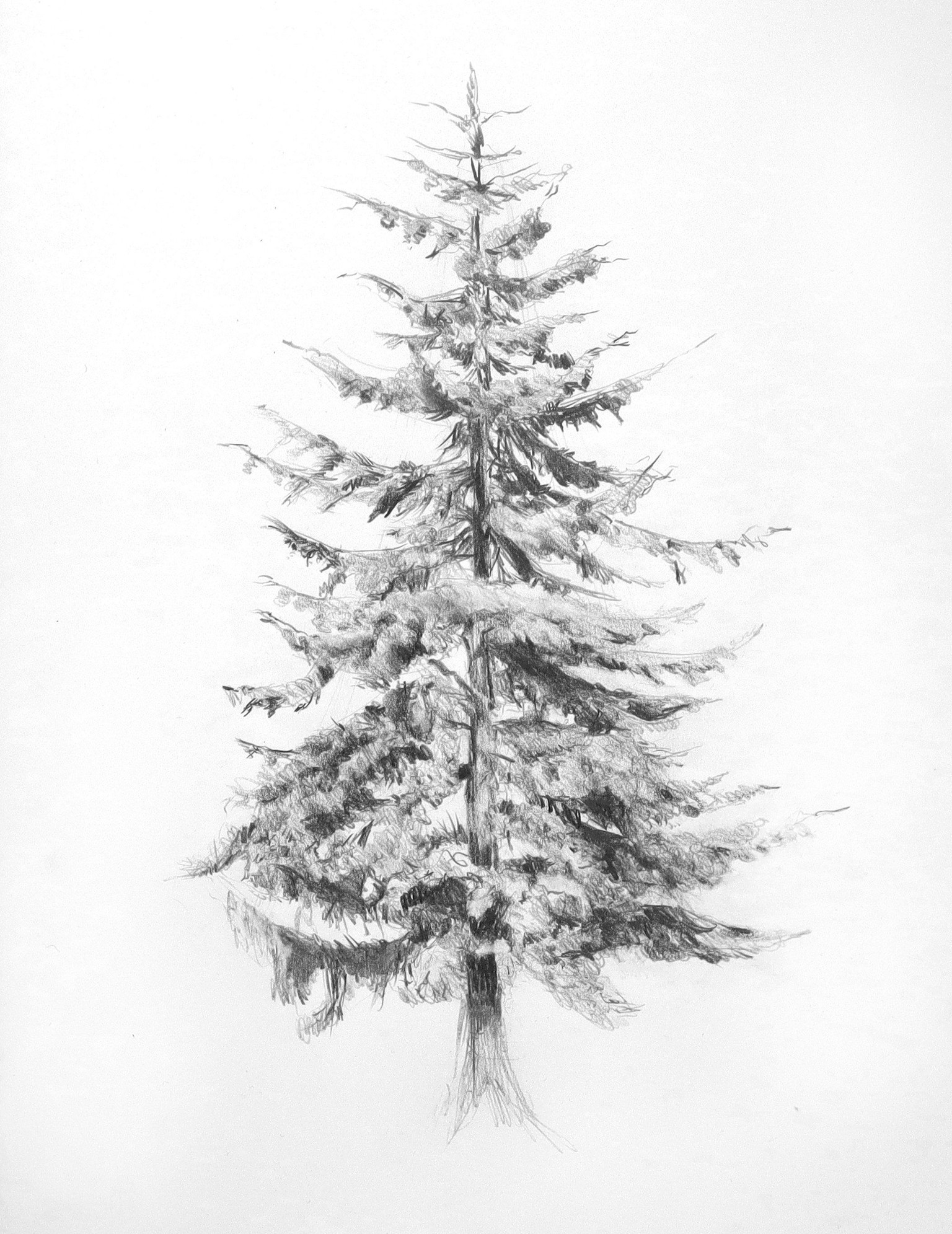 Project Example: Fir Tree - image 1 - student project