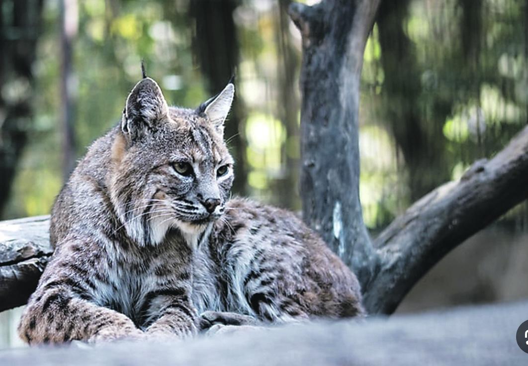 Iberian Lynx in Portugal - image 1 - student project