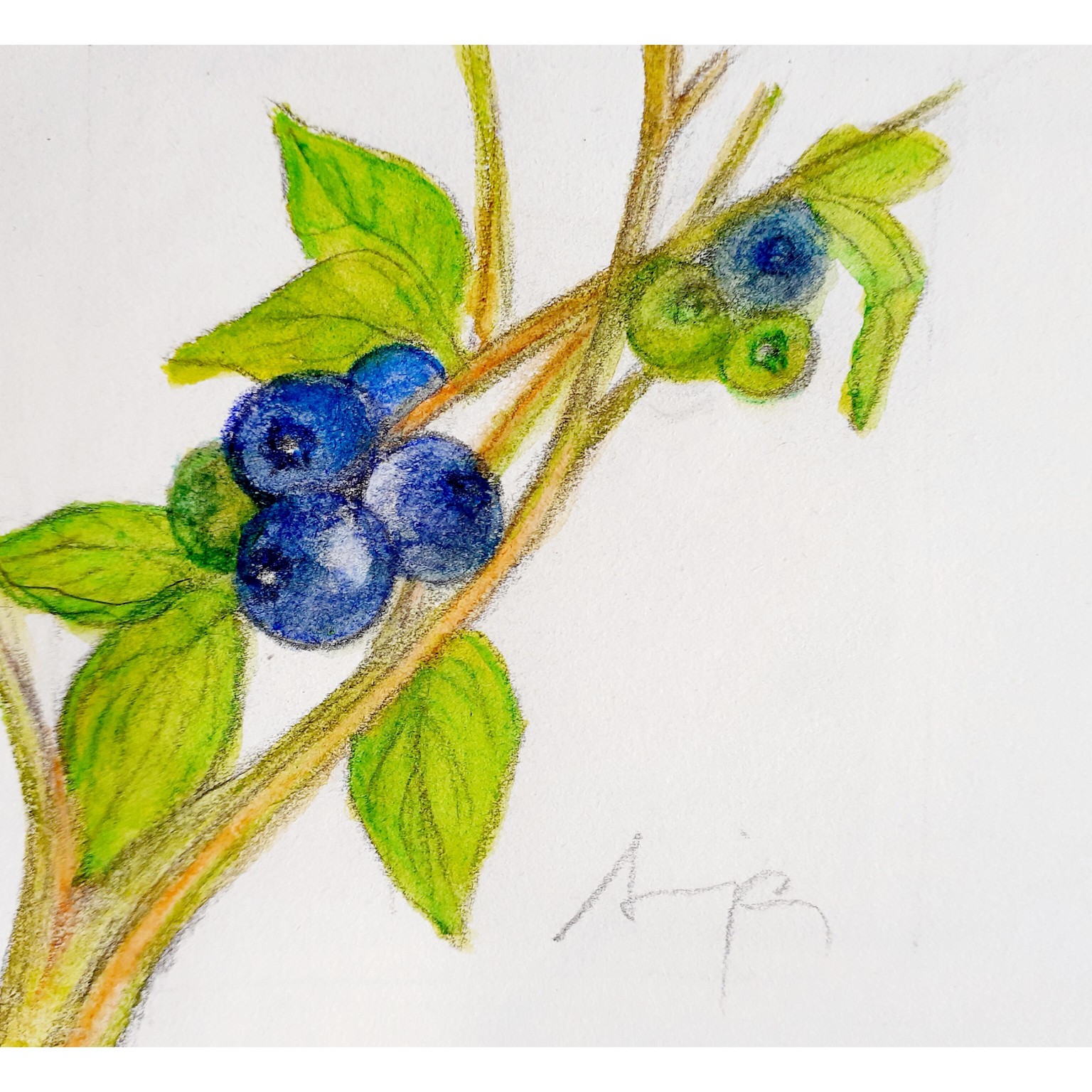 Blueberry - Author: Sonja Dovlev Bugarski - image 1 - student project