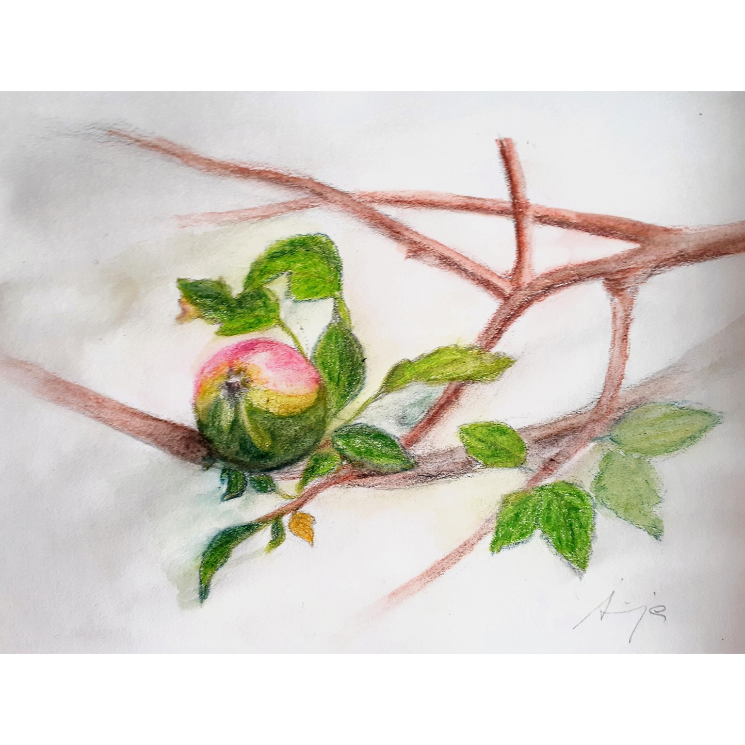 Apple - Author: Sonja Dovlev Bugarski - image 1 - student project
