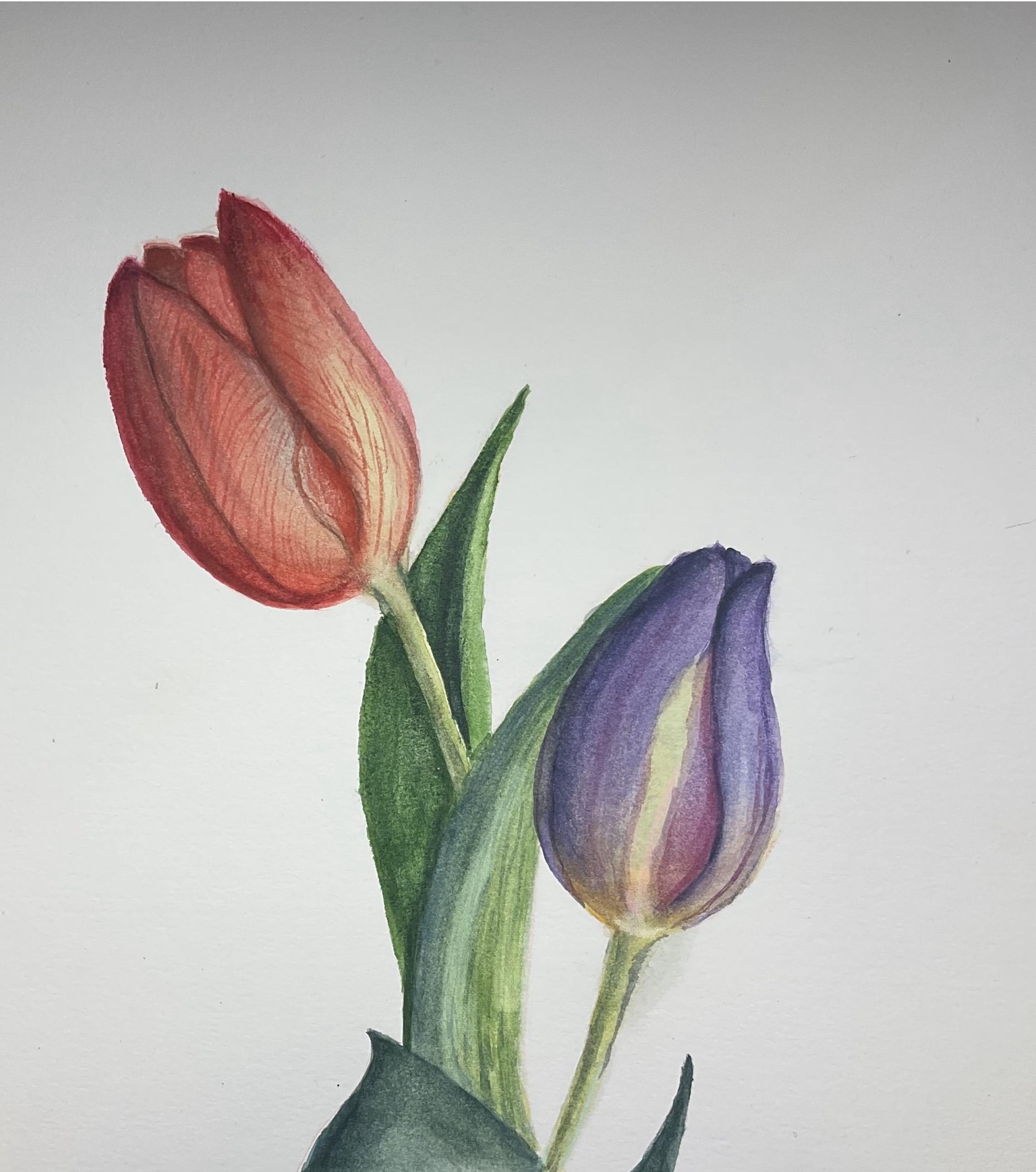 Spring Tulips - image 2 - student project
