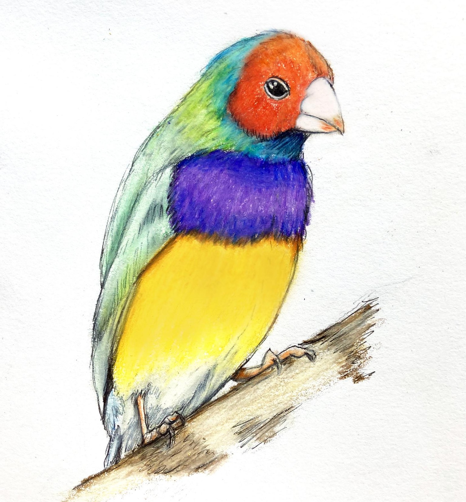 Inktober Snowy Owl & Colored Pencil Birds - image 3 - student project