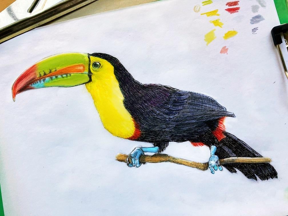 Inktober Snowy Owl & Colored Pencil Birds - image 5 - student project