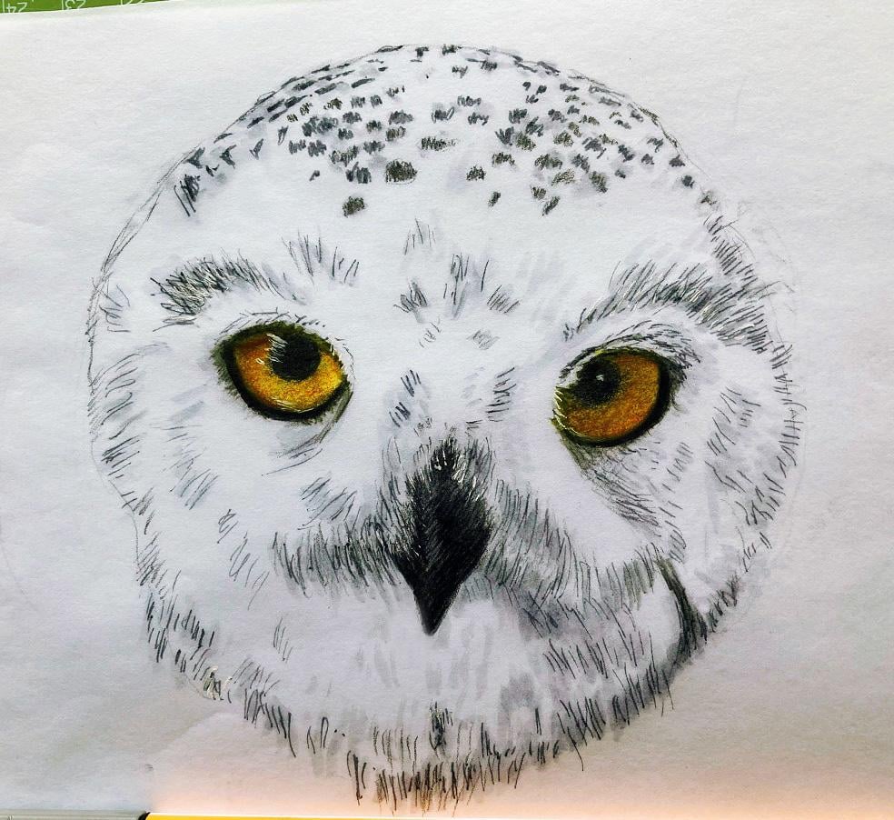 Inktober Snowy Owl & Colored Pencil Birds - image 2 - student project