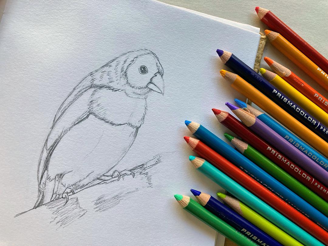 Inktober Snowy Owl & Colored Pencil Birds - image 4 - student project