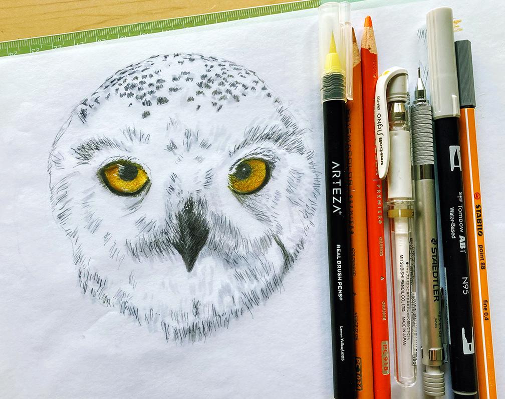 Inktober Snowy Owl & Colored Pencil Birds - image 1 - student project
