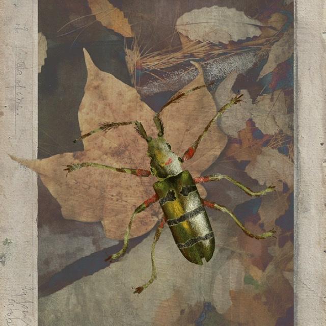 Colored Pencil Bugs - image 1 - student project