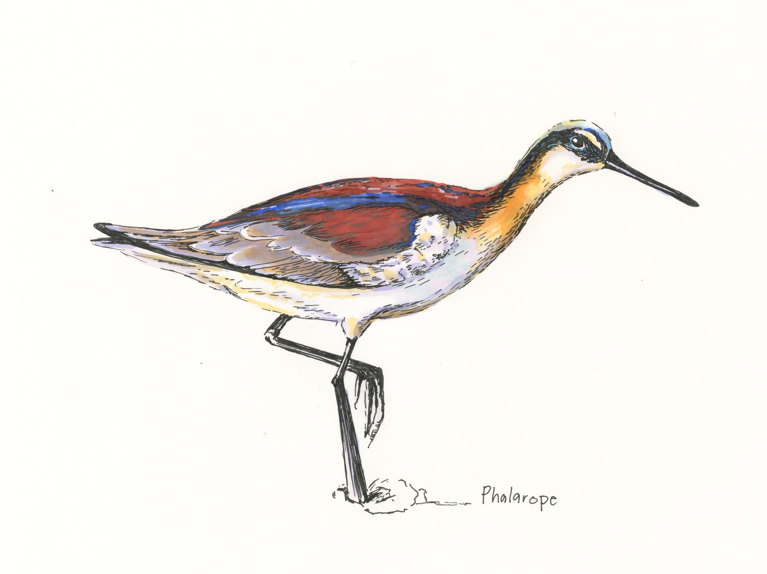 Phalarope - image 1 - student project