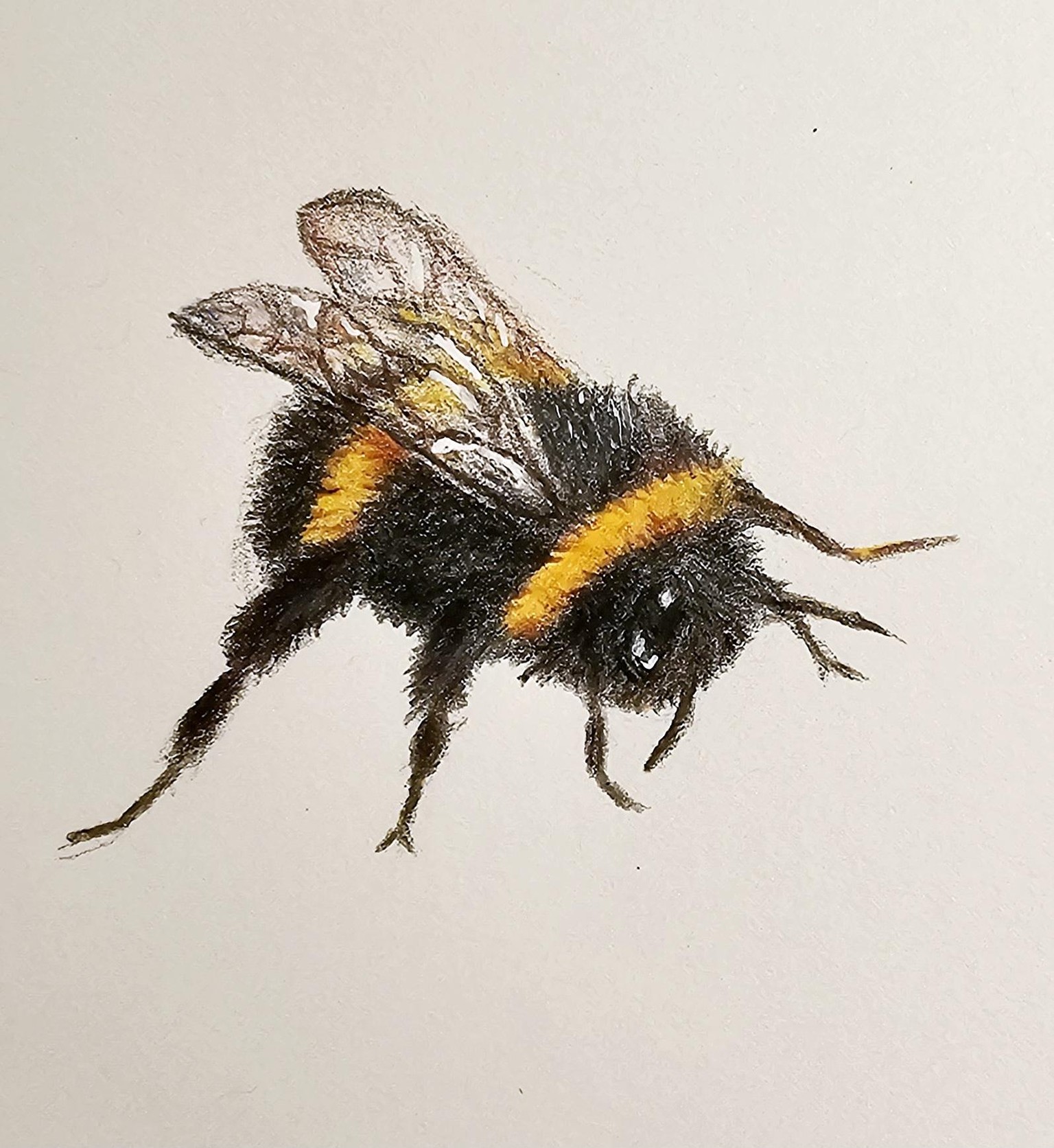 First pencils drain bee - image 1 - student project