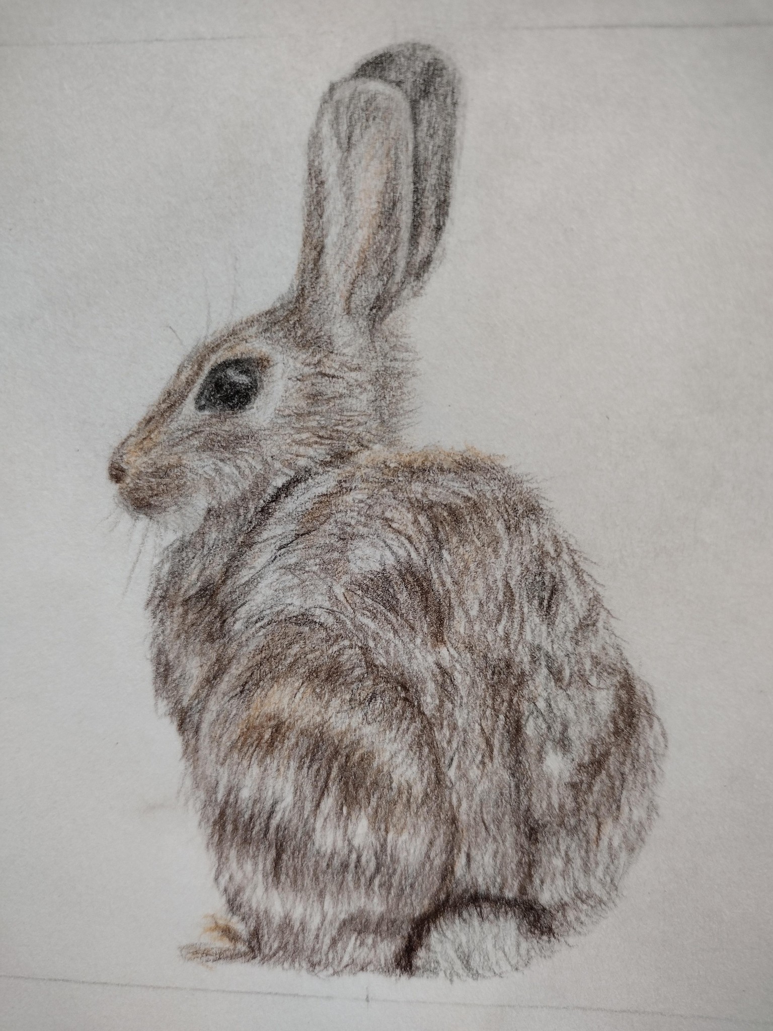 Rabbit - image 1 - student project