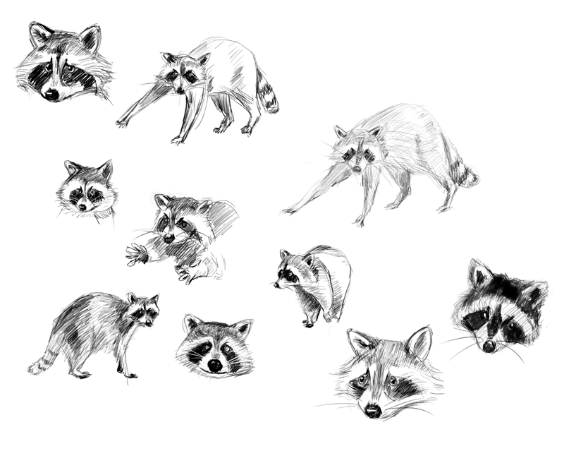 Racoon - image 1 - student project