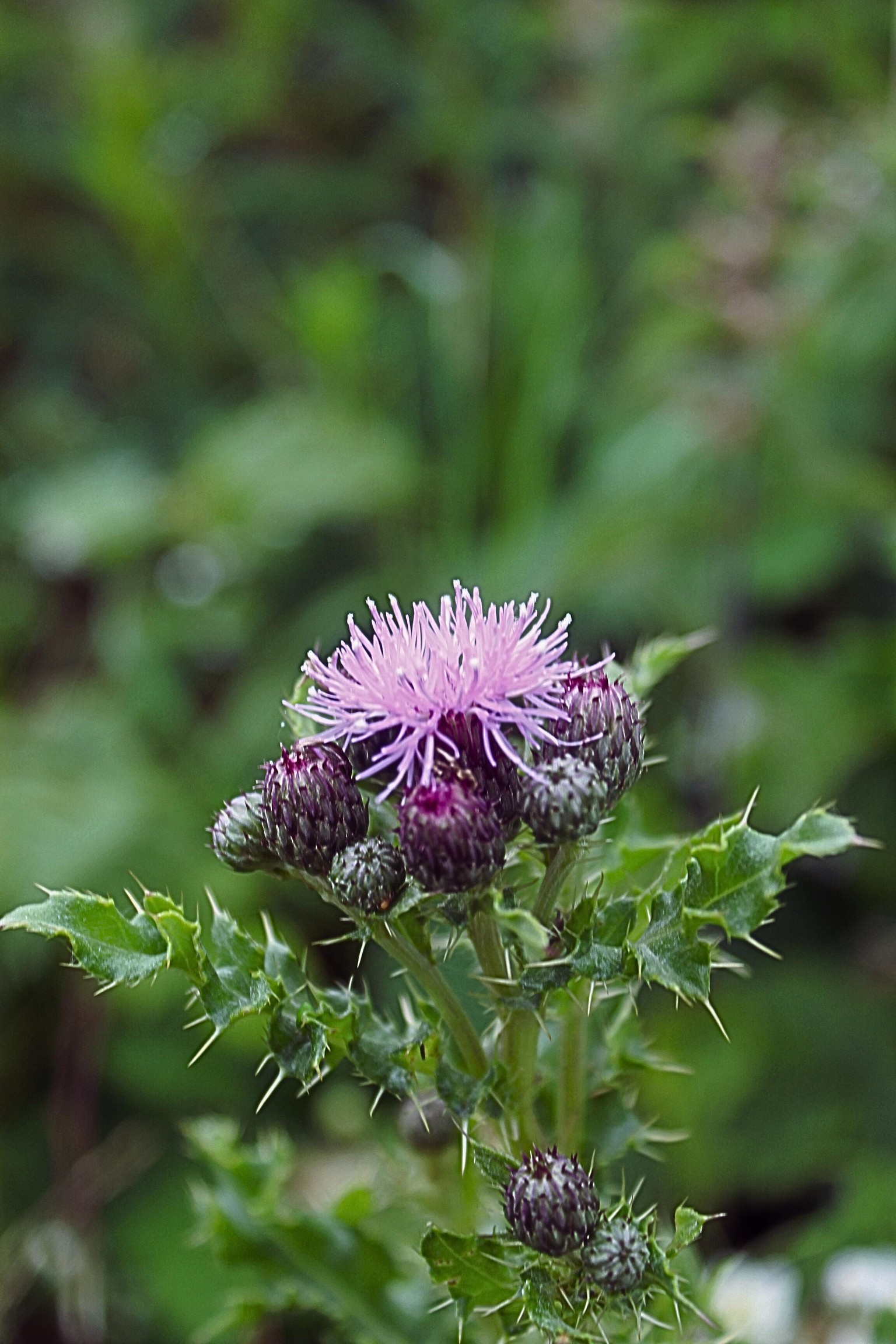 Wild Flower in the wild. - image 2 - student project