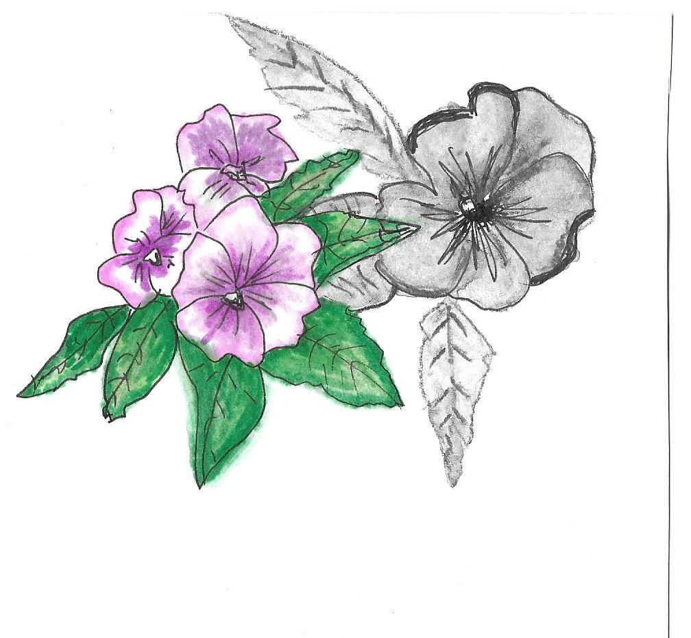 Pansies - image 1 - student project