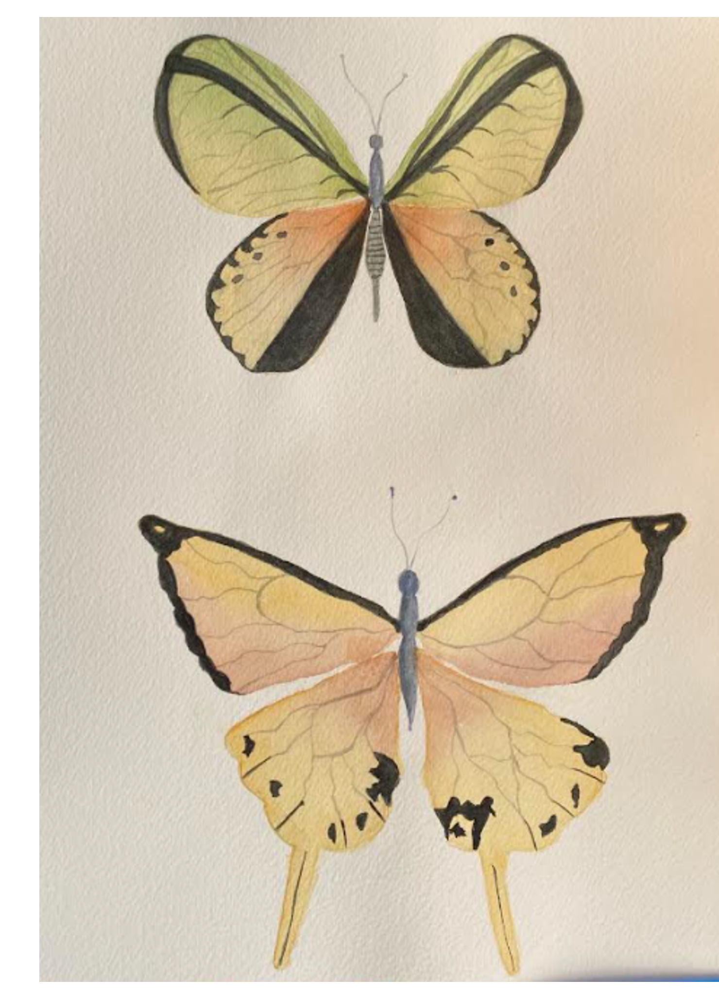 Butterfly Final Project & Exercises - image 3 - student project