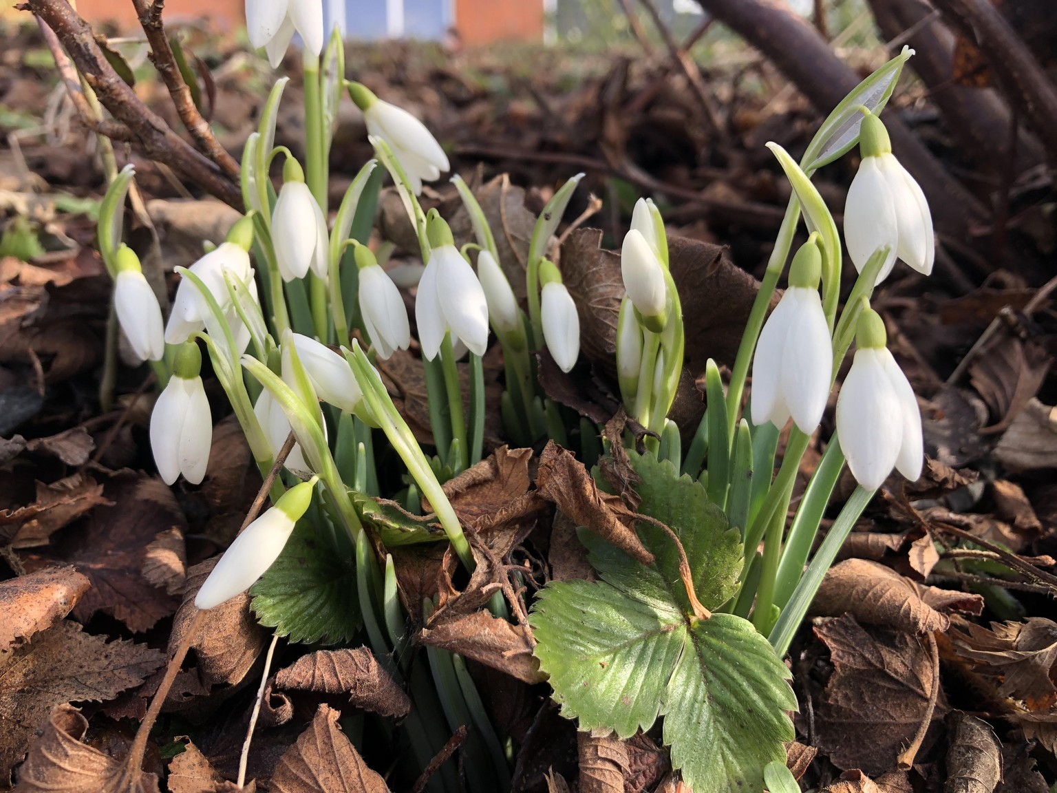 Snowdrops Practice - image 1 - student project
