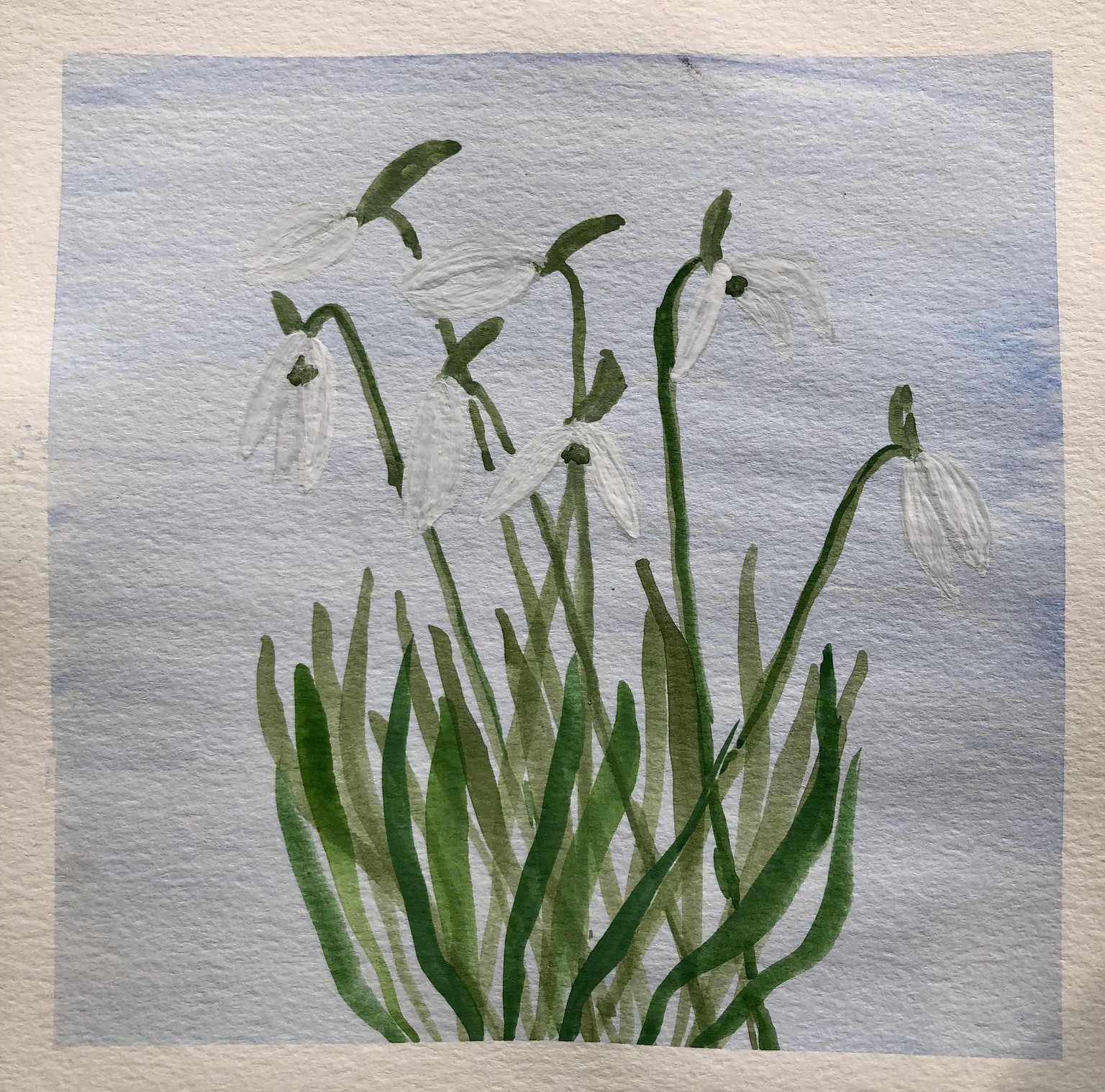 Snowdrops Practice - image 3 - student project