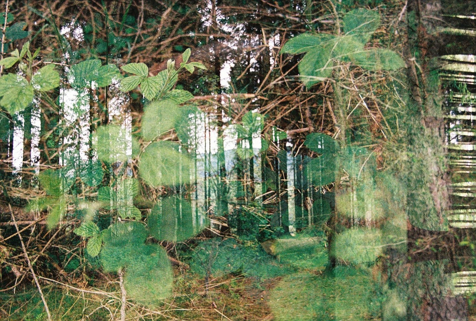 Nina Loncar - image 7 - student project
