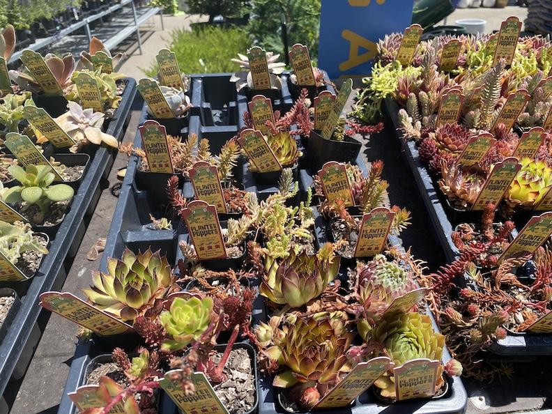 Succulent Table Arrangement - image 1 - student project
