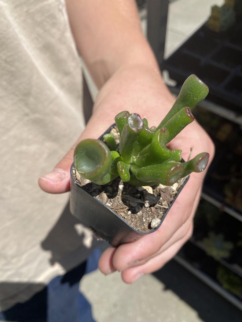 Succulent Table Arrangement - image 3 - student project