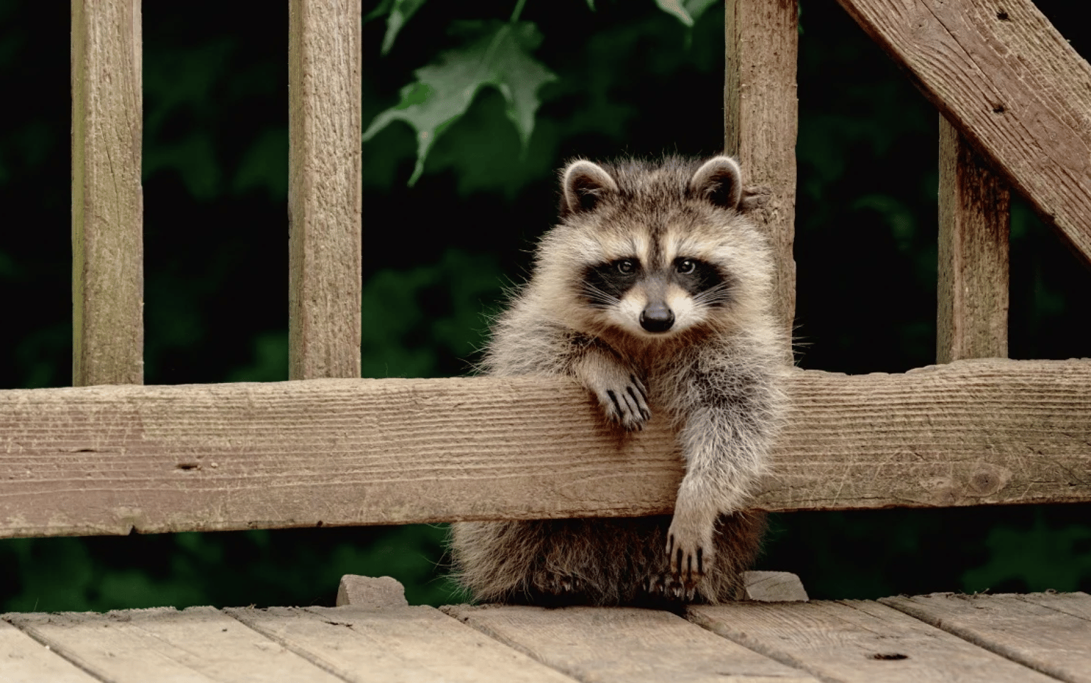 A Common Raccoon Painting Study - image 2 - student project