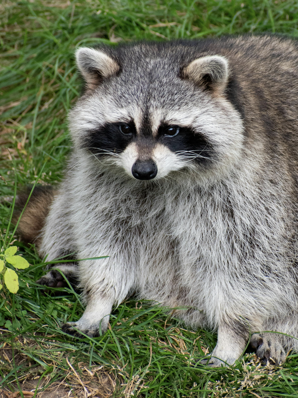 A Common Raccoon Painting Study - image 4 - student project