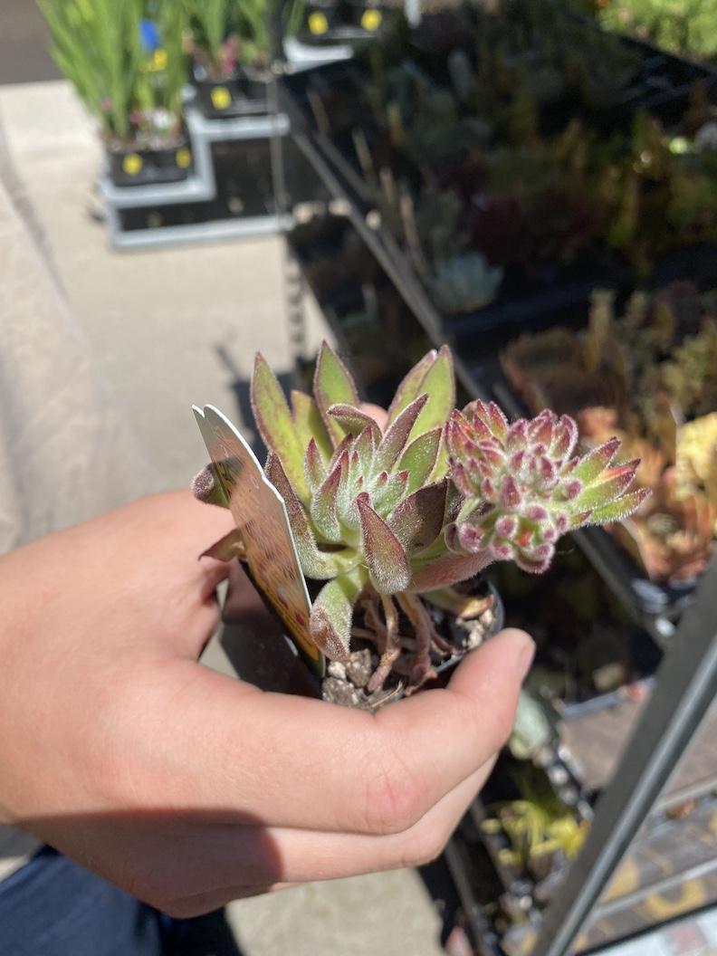 Succulent Table Arrangement - image 7 - student project