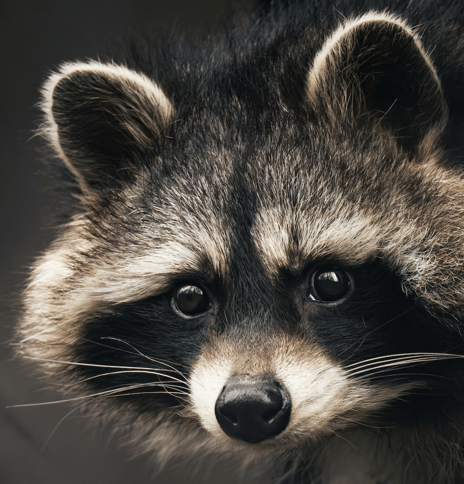 A Common Raccoon Painting Study - image 3 - student project