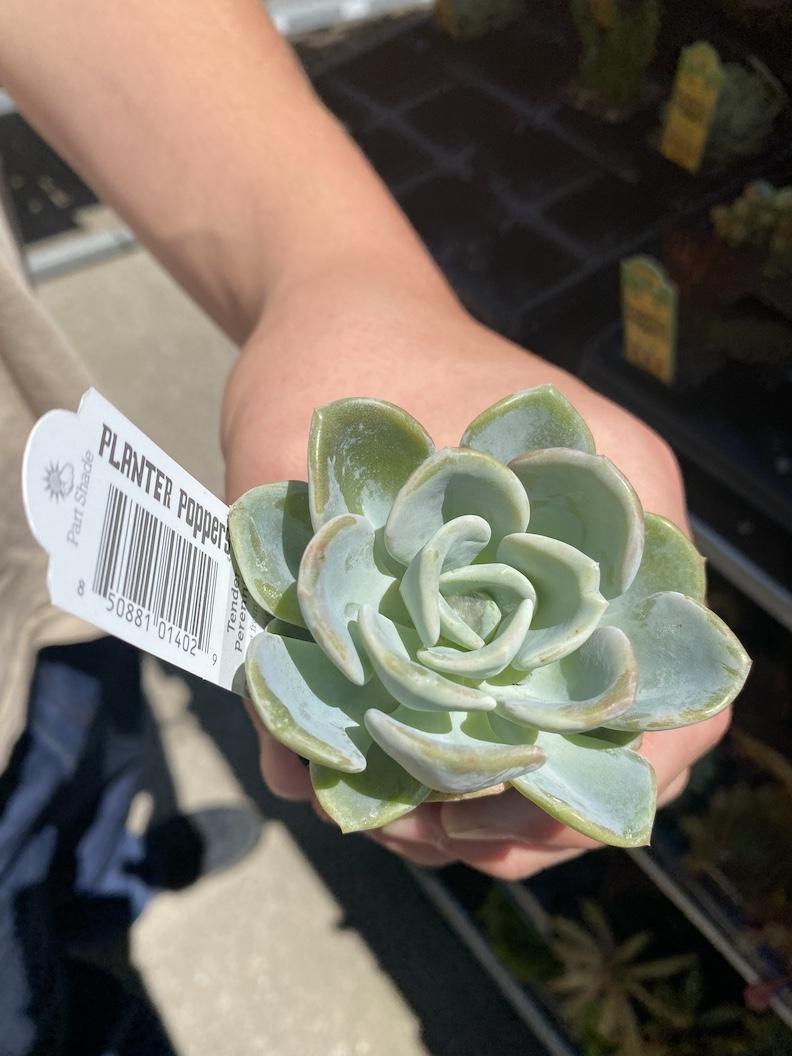 Succulent Table Arrangement - image 5 - student project
