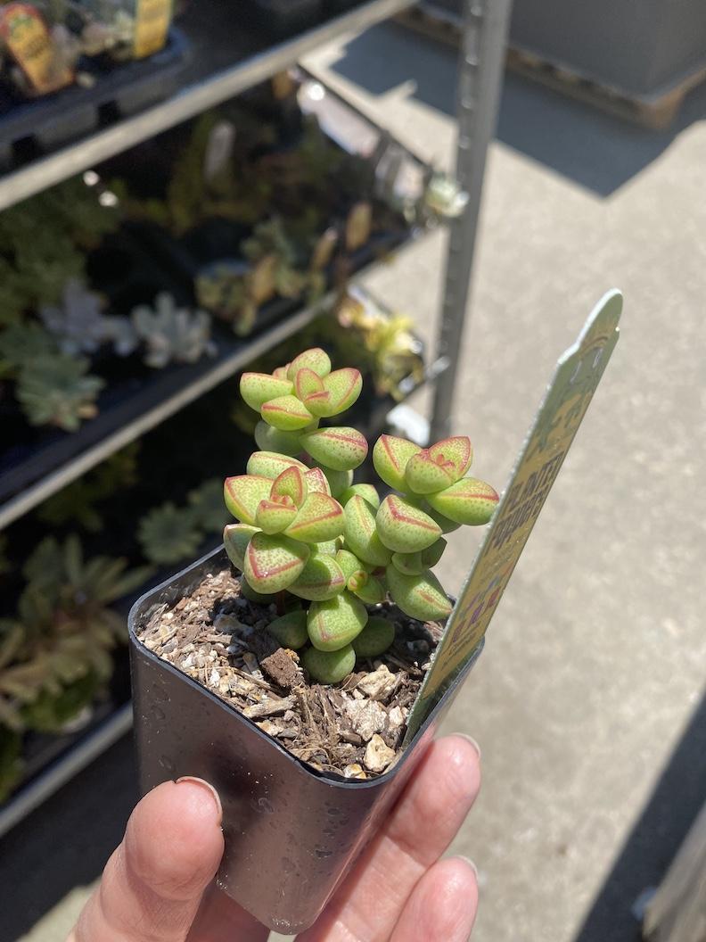 Succulent Table Arrangement - image 2 - student project