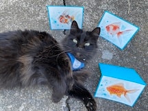 Watercolor Goldfish - image 5 - student project
