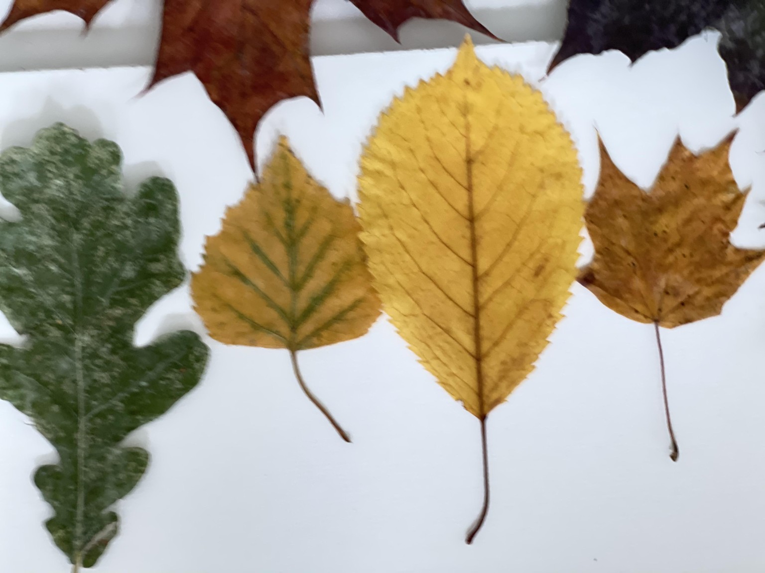 SAMPLE PROJECT - 4 Autumn Botanical Frames - image 6 - student project