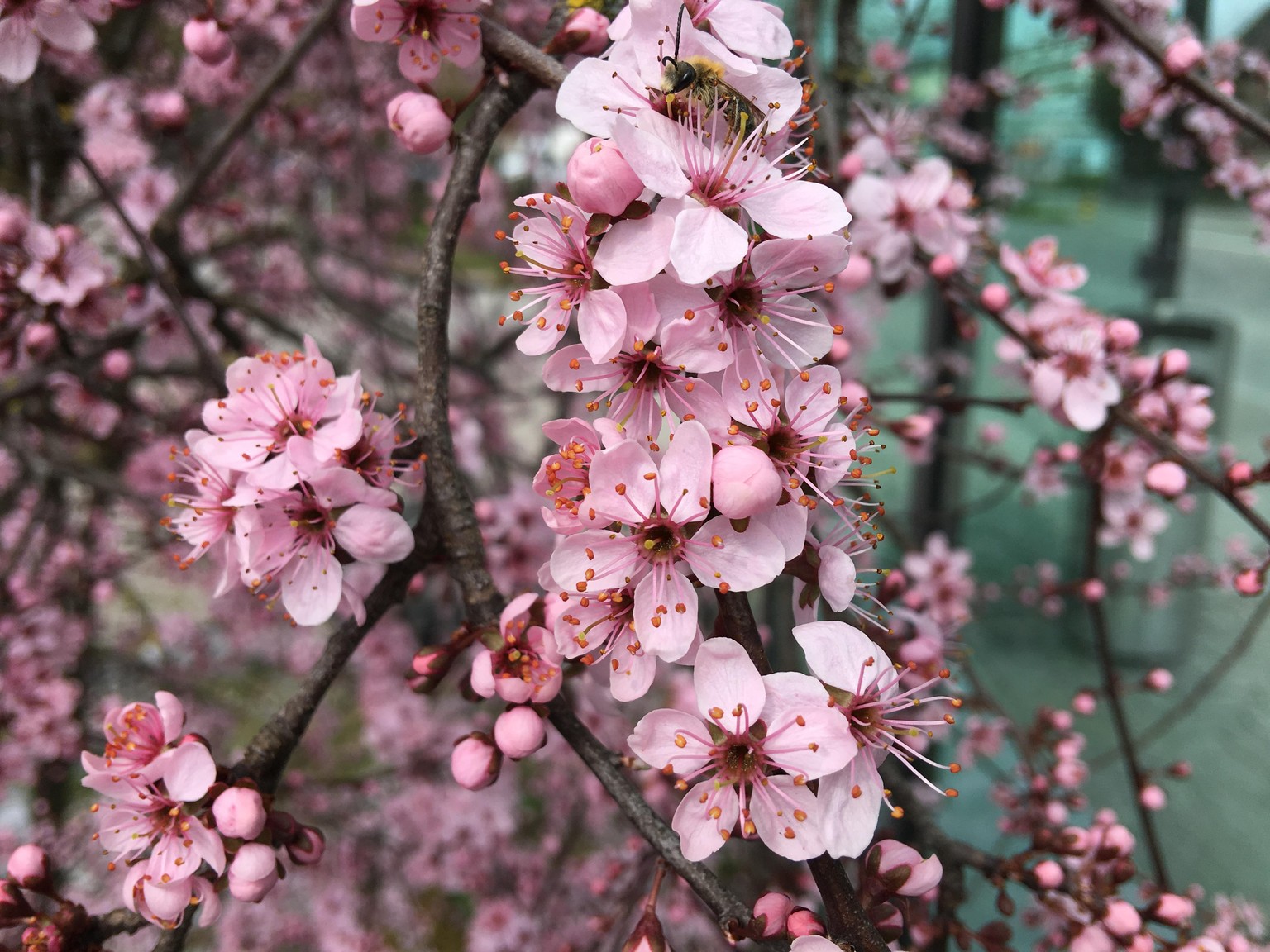 SAMPLE PROJECT:  Watercolour Sakura - Cherry Blossoms - image 4 - student project