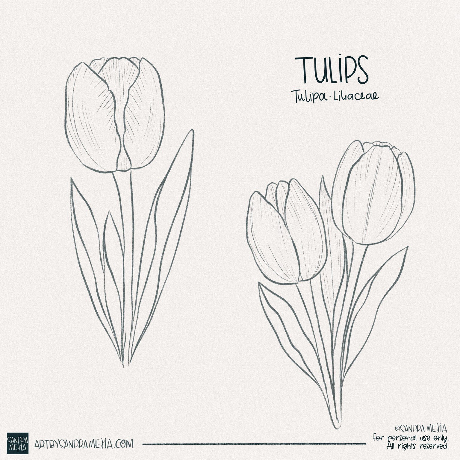 Procreate watercolor tulips - image 1 - student project