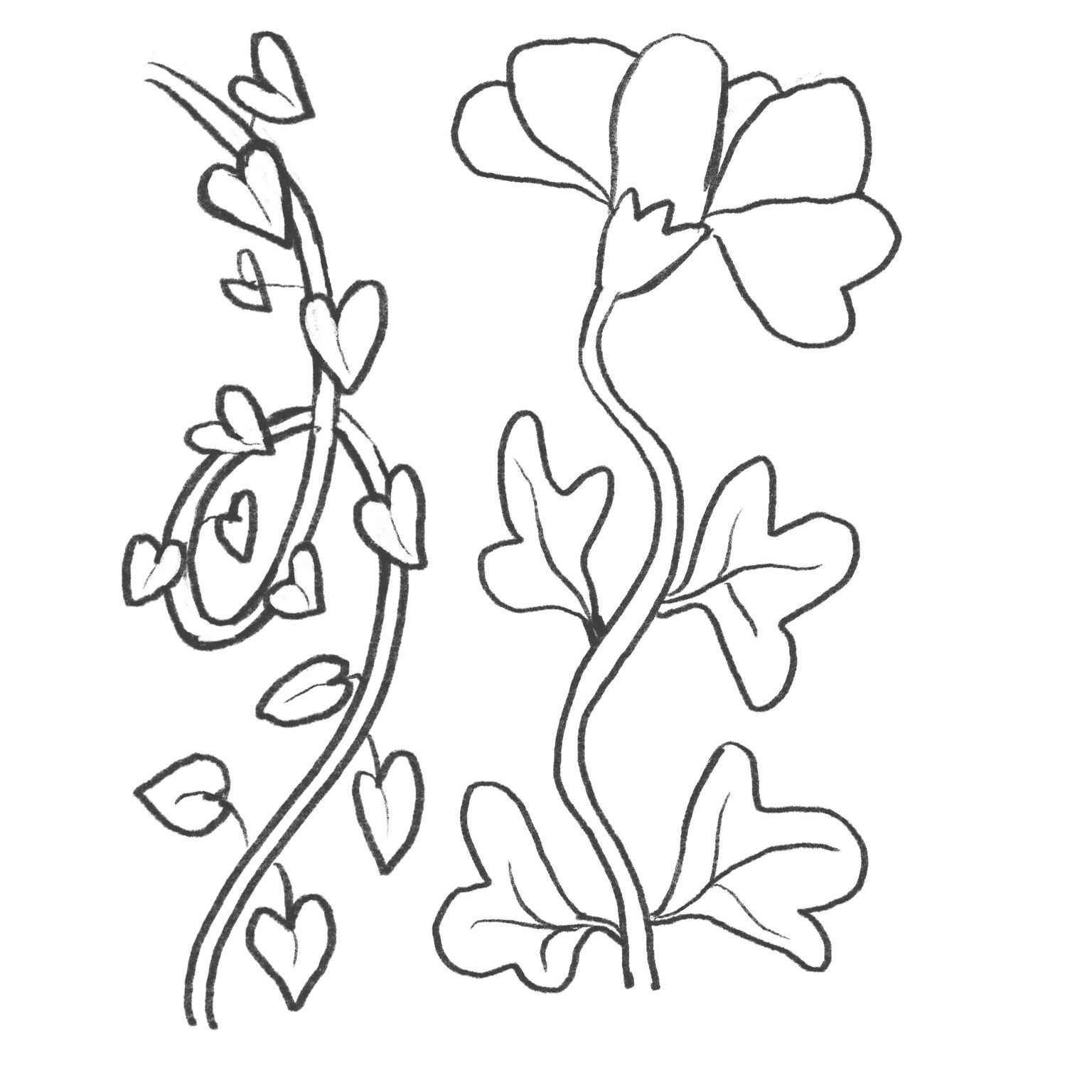 botanical illustration - image 1 - student project
