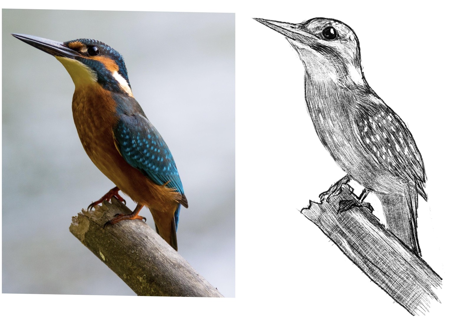 My birds - image 5 - student project